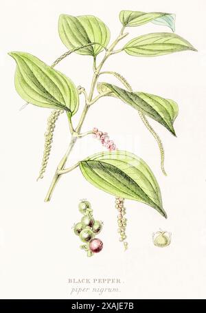 1872 Victorian hand-painted colour botanical engraving in William Rhind's Vegetable Kingdom: Black Pepper / Piper nigrum - medicinal and spice plant. Stock Photo