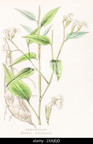 1872 Victorian hand-painted colour botanical engraving in William Rhind's Vegetable Kingdom: Arrowroot / Maranta arundinacea. Tubers an edible staple. Stock Photo