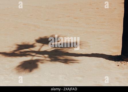 Palm tree shadow Contrasting shade from coconut palm tree on sandy beach on hot summer day. Abstract details, patterns and textures of tropical nature Stock Photo