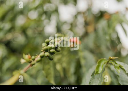 Tropical coffee bean fruit on branch on coffee farm in Kona Hawaii Stock Photo