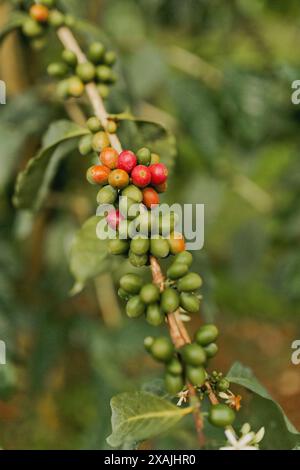 Tropical coffee bean fruit on branch on coffee farm in Kona Hawaii Stock Photo