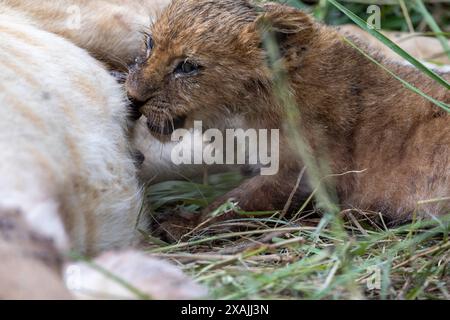 a lion cub suckling its mother Stock Photo