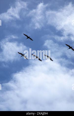 A flock of pelicans flying in formation against a cloudy blue sk Stock Photo