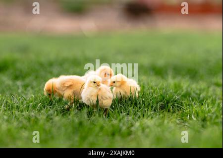 Four yellow chicks standing on green grass in a backyard. Stock Photo