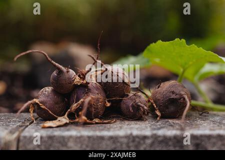 Harvested beetroot on a stone garden wall in Derbyshire, England Stock Photo