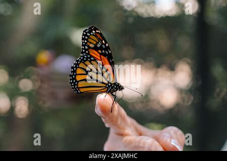 Gentle Touch: Monarch Butterfly on Finger with Dreamy Bokeh Background Stock Photo