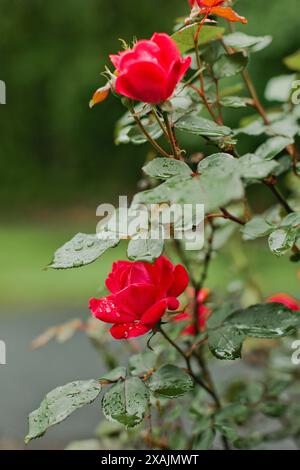 Pink rose plant covered in rain drops on gloomy day Stock Photo
