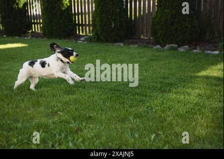 Playful happy dog running in backyard with toy ball with copy space Stock Photo