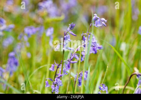 Bluebells and grasses growing in a wild meadow, Devon, UK. Stock Photo