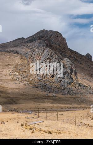 female suri alpaca breeder with white fiber grazing in the altiplano with green and yellow vegetation on a sunny day with clouds and blue sky Stock Photo