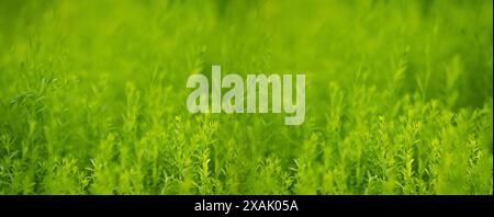 Summer background. Green grass close-up. Stock Photo