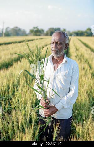 Indian farmer standing at wheat field, Happy farmer Stock Photo