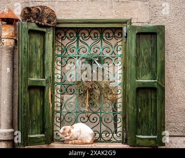 two stray cats monitor the street sitting comfortably on a window Stock Photo