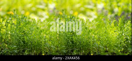 Summer background. Green grass close-up. Stock Photo