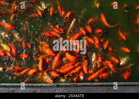 Jardin Botanique de Deshaies, botanical garden with flora and fauna in Guadeloupe, Caribbean, French Antilles Stock Photo