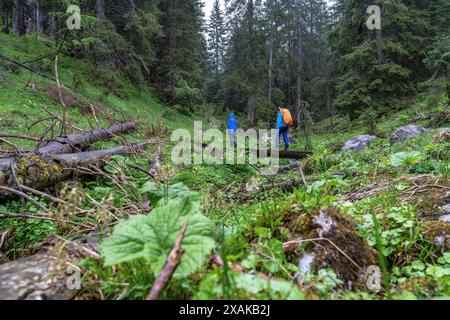 Europe, Germany, Bavaria, Bavarian Alps, Berchtesgaden, Children hiking in the mountain forest near rain Stock Photo