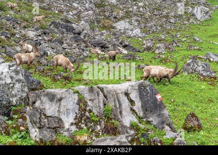 Europe, Germany, Bavaria, Bavarian Alps, Berchtesgaden, Alpine ibexes in the Landtal valley in Berchtesgaden National Park Stock Photo