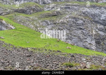 Europe, Germany, Bavaria, Bavarian Alps, Berchtesgaden, Alpine ibexes in the Landtal valley in Berchtesgaden National Park Stock Photo