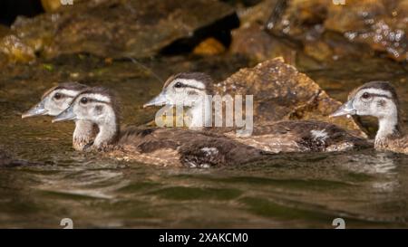 A few wood duck ducklins swimming along the shore Stock Photo