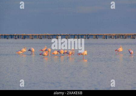 Greater flamingos (Phoenicopterus roseus) in the Alfacs bay on a winter afternoon with calm sea (Montsià, Tarragona, Catalonia, Spain) Stock Photo