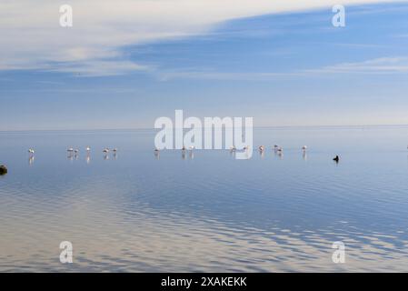 Greater flamingos (Phoenicopterus roseus) in the Alfacs bay on a winter afternoon with calm sea (Montsià, Tarragona, Catalonia, Spain) Stock Photo