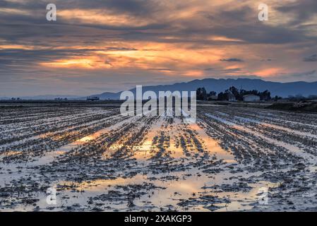 Winter sunset behind the Montsià mountain range seen from flooded rice fields in the Ebro Delta (Tarragona, Catalonia, Spain) Stock Photo