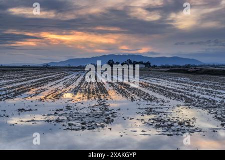 Winter sunset behind the Montsià mountain range seen from flooded rice fields in the Ebro Delta (Tarragona, Catalonia, Spain) Stock Photo