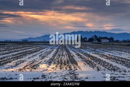 Winter sunset behind the Montsià mountain range seen from flooded rice fields in the Ebro Delta (Tarragona, Catalonia, Spain) Stock Photo