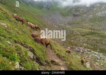 Europe, Austria, Verwall, Tyrol, Kappl, Sheep on the mountain path up to Schmalzgrubenscharte Stock Photo