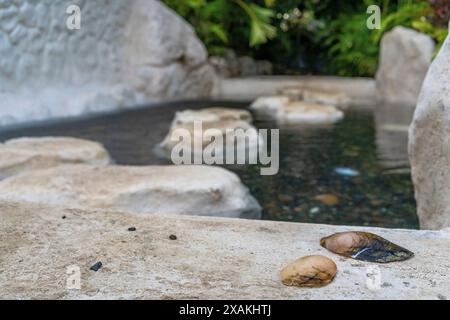 North America, Caribbean, Greater Antilles, Hispaniola Island, Dominican Republic, La Altagracia Province, La Romana, shells in front of a water basin at Eco River House Glamping Stock Photo