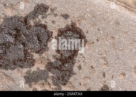 Ants surrounding stains of a sweet limonade on the street Stock Photo