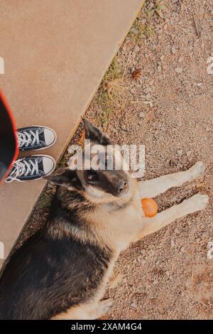 german shepherd dog looking up Stock Photo