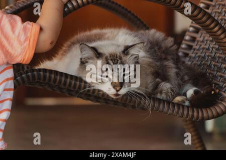 tabby cat sleeping on the chair Stock Photo