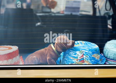 Bobblehead dachshund between covered toilet paper rolls on the parcel shelf in a vintage car, in Germany called Wackeldackel, popular in the 1960s and Stock Photo