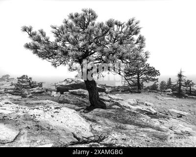 May 4, 2024, Idyllwild, California, USA: A lone pine tree on the South Ridge trail entrance to the San Jacinto Wilderness leading to 8,846ft Tahquitz Peak in the San Jacinto Mountains. 'Mile-high Idyllwild' is a mountain resort about one mile (1600 m) in altitude adjacent to the Pacific Crest Trail and is flanked by two large rock formations, Tahquitz Peak and Suicide Rock (also known as Lily Rock), which are famous in Southern California rock-climbing circles. Also known as 'the Hill' it has been minimally developed over the years and remains a center for hiking, mountain and rock climbing, m Stock Photo