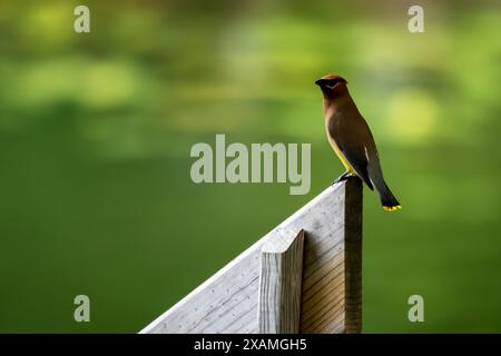A cedar waxwing perches on an outdoor railing while watching for a dragonfly to snatch from a Wisconsin lake nearby. Stock Photo