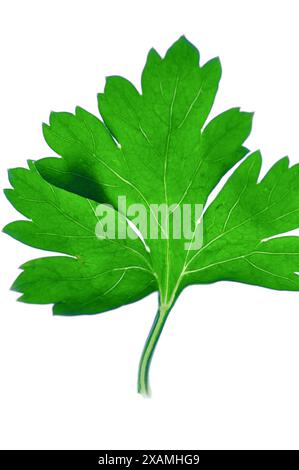 Parsley leave, Perejil Petroselinum hortense Stock Photo