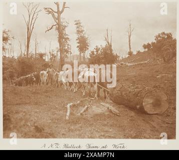 A bullock team at work in New Zealand's kauri forests, circa 1900 ...