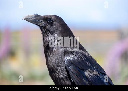 common raven, La Palma, Canary Islands Stock Photo