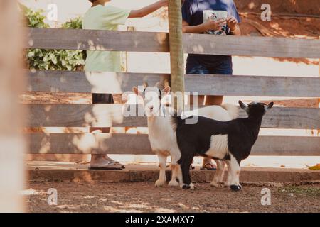 goats playing with children on the farm Stock Photo