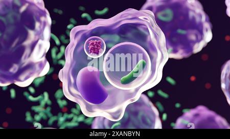 Illustration showing a type of white blood cell called a macrophage (purple) which has engulfed a bacterium (green) in a process called phagocytosis. Once bacteria or other foreign substances are detected in the body, macrophages are signalled. Macrophages engulf the bacteria and enclose them within a fluid-filled sac known as a vacuole (centre-right). Another organelle, the lysosome (top left), then releases enzymes known as lysozymes (pink) into the vacuole. The lysozymes break down the bacterium, rendering it harmless. Stock Photo