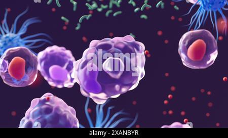 Illustration of three types of white blood cell responding to infection by bacteria (green): macrophages (purple), dendritic cells (blue) and t helper cells (red). The T helper cells have released signalling proteins called cytokines (numerous red spheres) which attract other immune cells and coordinate the inflammatory response. Macrophages mainly function to engulf and destroy substances which provoke an immune response. This process is known as phagocytosis. Dendritic cells' primary function is presenting antigens, which are molecules which the immune system recognises as foreign. Stock Photo