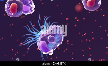 Illustration of three types of white blood cell beginning an immune response: a macrophage (purple), dendritic cell (blue) and t helper cells (red). The T helper cells have released signalling proteins called cytokines (numerous red spheres) which attract other immune cells and coordinate the inflammatory response. Macrophages mainly function to engulf and destroy substances which provoke an immune response. This process is known as phagocytosis. Dendritic cells' primary function is presenting antigens, which are molecules which the immune system recognises as foreign. Stock Photo