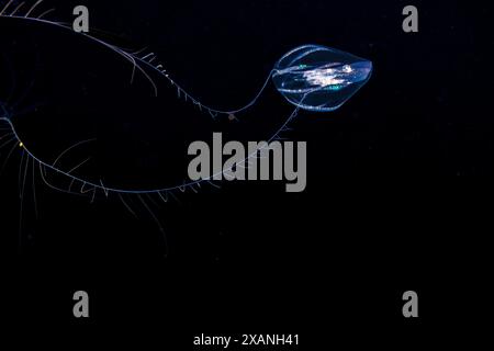 A ctenophore, of the family Pleurobrachiidae, are also referred to as sea gooseberry or sea grape. This image was captured three miles off the island Stock Photo