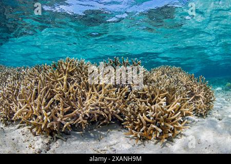 Abundant branching hard corals, Acropora sp. in the shallows of the Tumon Bay marine preserve,  Guam, Micronesia., Mariana Islands, Philippines Sea. Stock Photo