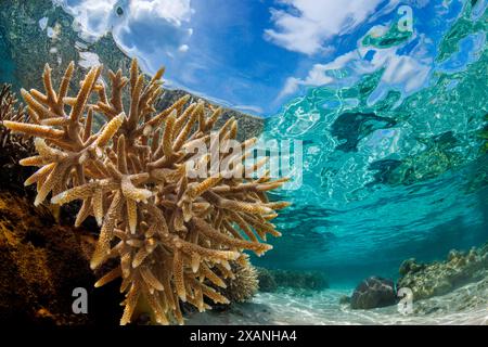 Abundant branching hard corals, Acropora sp. in the shallows of Tumon Bay marine preserve,  Guam, Micronesia., Mariana Islands, Philippines Sea. Stock Photo