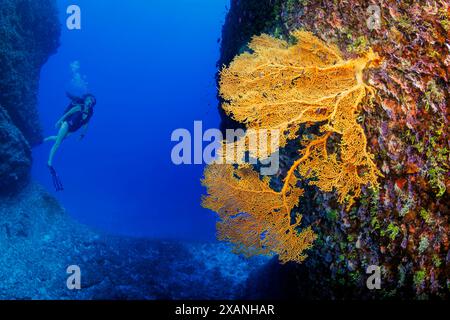 Diver (MR) and a gorgonian fan in a canyon off the island of Saipan, Northern Mariana Islands. Stock Photo