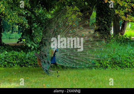 Majestic male peacock showcases its vibrant, iridescent tail feathers in a natural garden habitat. Stock Photo