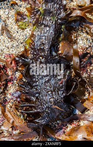 Sugar kelp or Devils Apron (Saccharina latissima) washed up on the beach at Crawfordsburn beach County Down Stock Photo