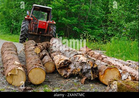 A tractor maneuvers to gather large logs on a gravel road surrounded by vibrant greenery. Stock Photo